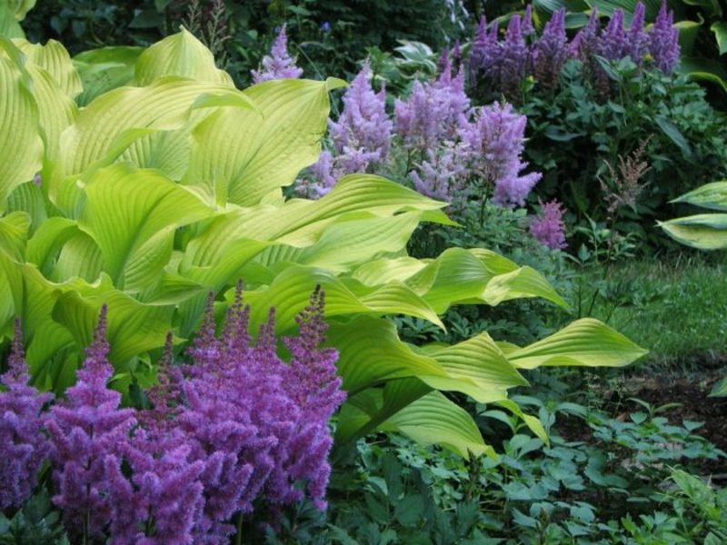 6 Arten von Schattenpflanzen für einen wunderschönen Garten