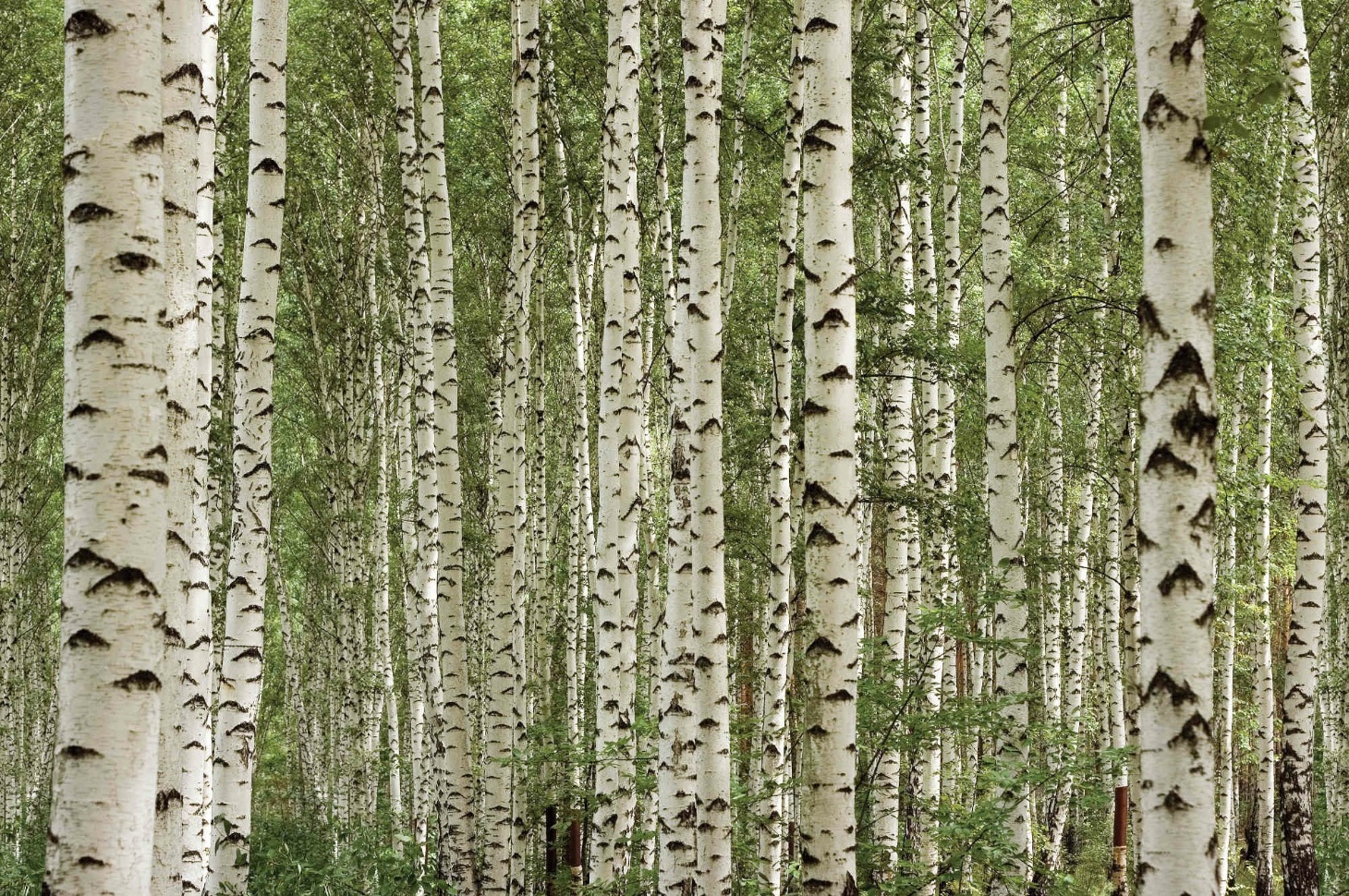 35 ideen für birkenstamm deko bringen sie die natur in ihre ...