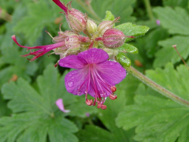 5 inspirierende Beispiele für immergrüne Bodendecker