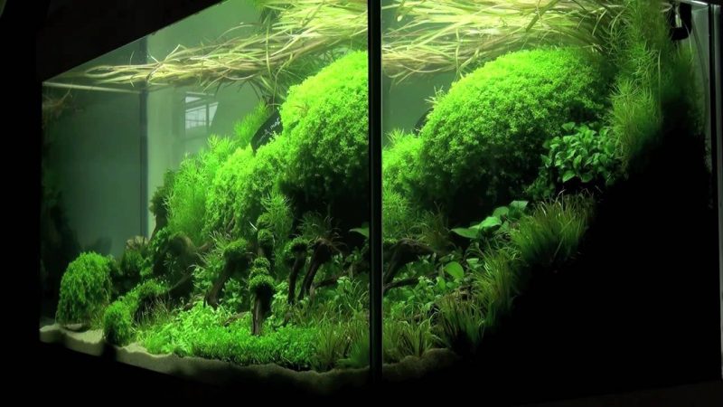 39 faszinierende Aquarium Einrichtungsbeispiele und Tipps - Deko