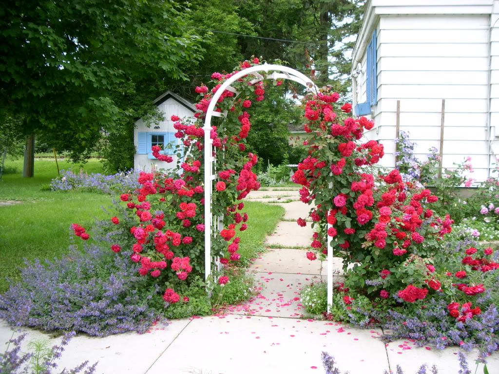Kletterrosen pflanzen Pflegetipps für traumhaften Garten Garten