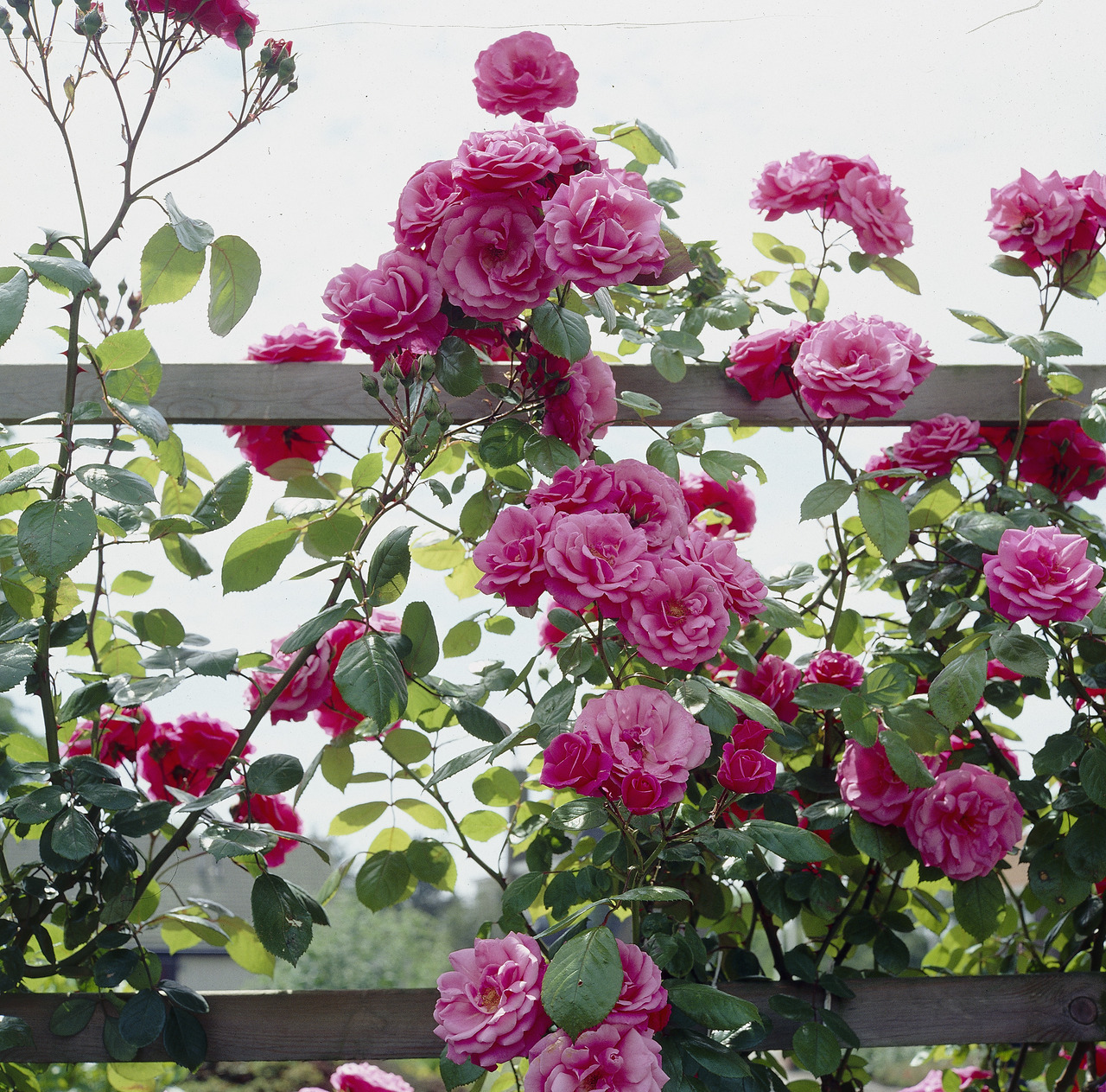 Kletterrosen pflanzen Pflegetipps für traumhaften Garten Garten