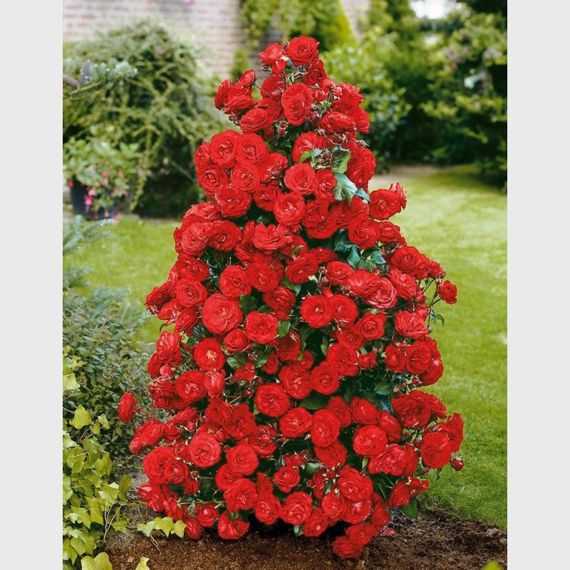 Romantik im garten: rosenarten in der Ãbersicht garten zenideen