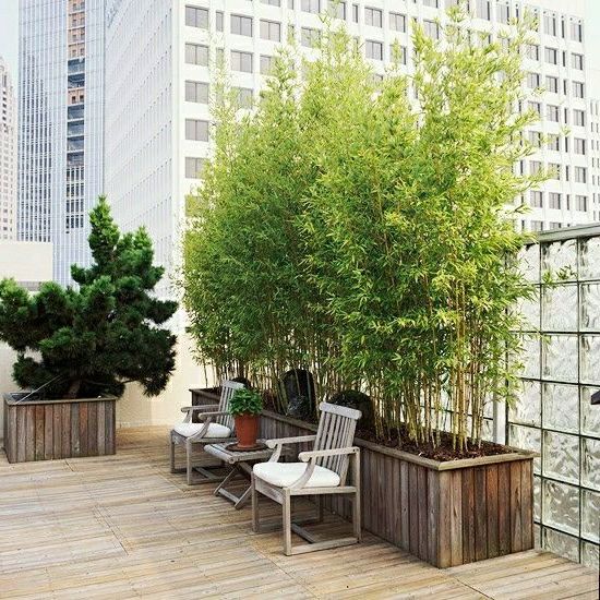 Kann ich bambus im kübel halten? balkon, haus & garten zenideen