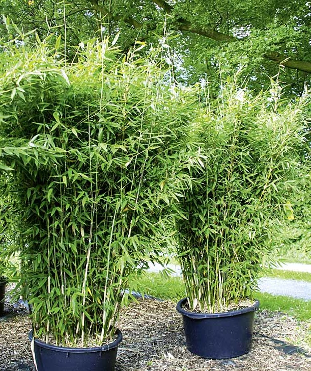 30+ Wie Pflege Ich Bambus Im Garten, In diesem blog erfahren sie