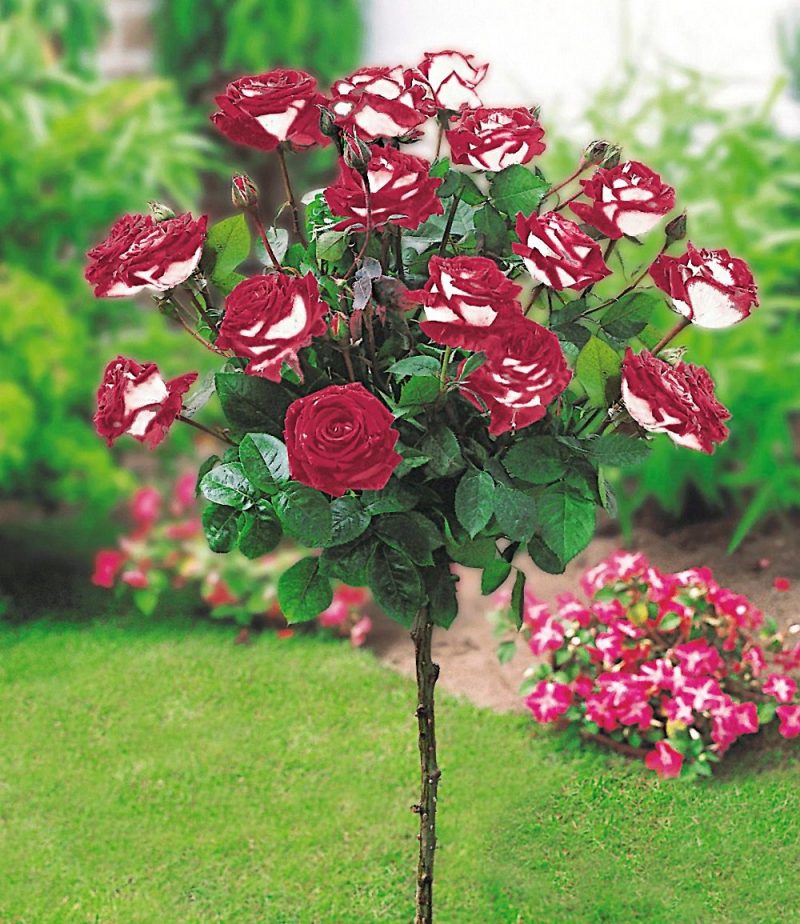 Gartensträucher: 13 bezaubernde Arten und Pflegehinweise - Garten