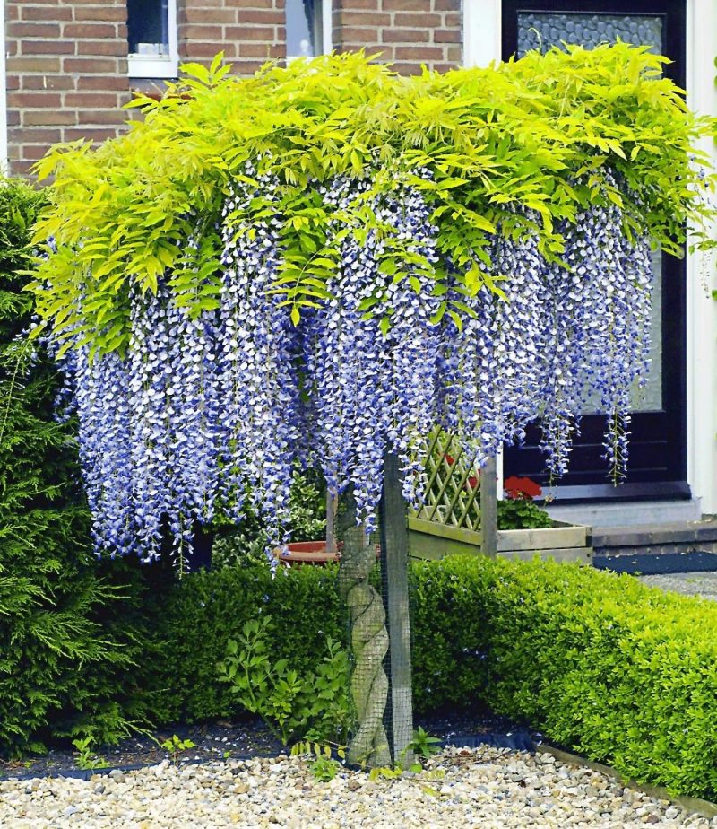 Gartensträucher 13 bezaubernde Arten und Pflegehinweise