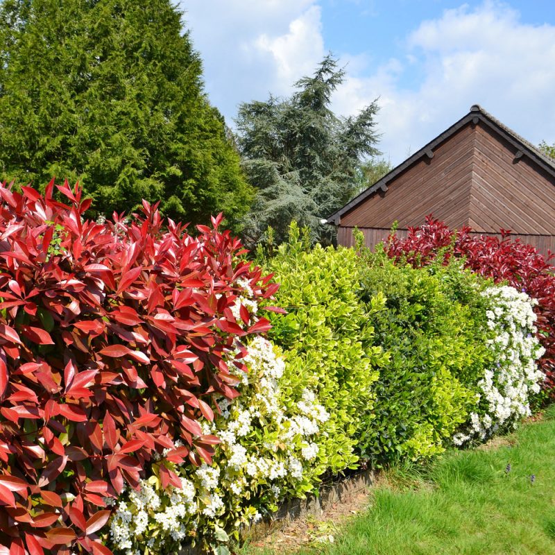 43+ Sträucher Für Den Kleinen Garten, Folgende kleinbleibenden oder