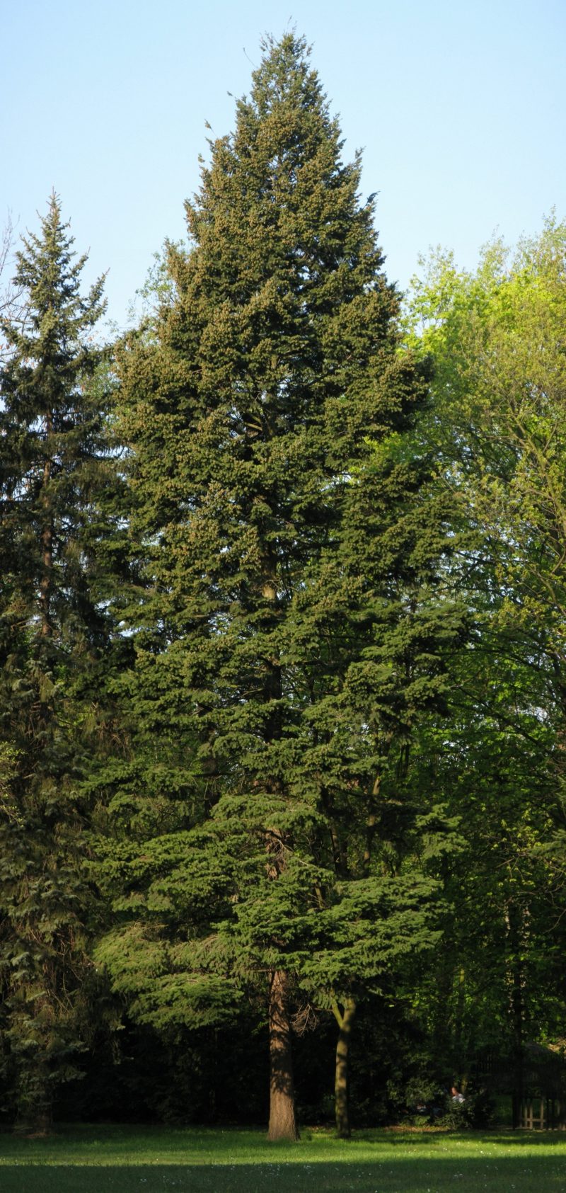 Immergrüne Bäume Differenzierung Garten, Gartenarbeit