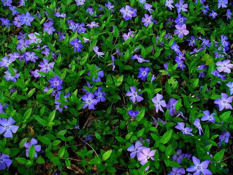 Wozu klassische Bodendecker? - Garten, Haus & Garten - ZENIDEEN