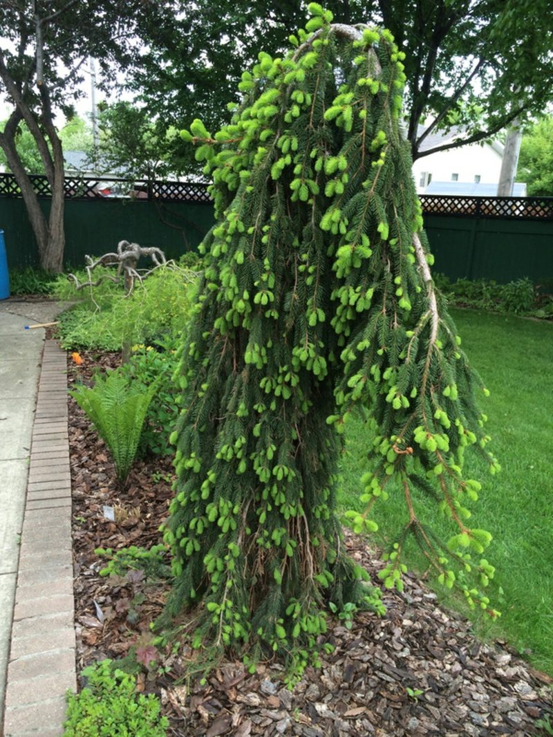 Immergrüne Bäume Differenzierung Garten, Gartenarbeit