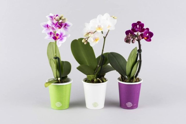 Mini Orchidee Pflanzen Richtig Pflegen N Tzliche Tipps Zenideen