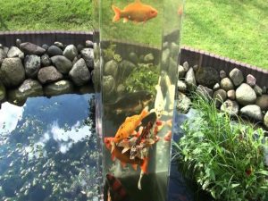 Wie einen Wassergarten für Extravaganz selbs anzulegen - Garten - ZENIDEEN