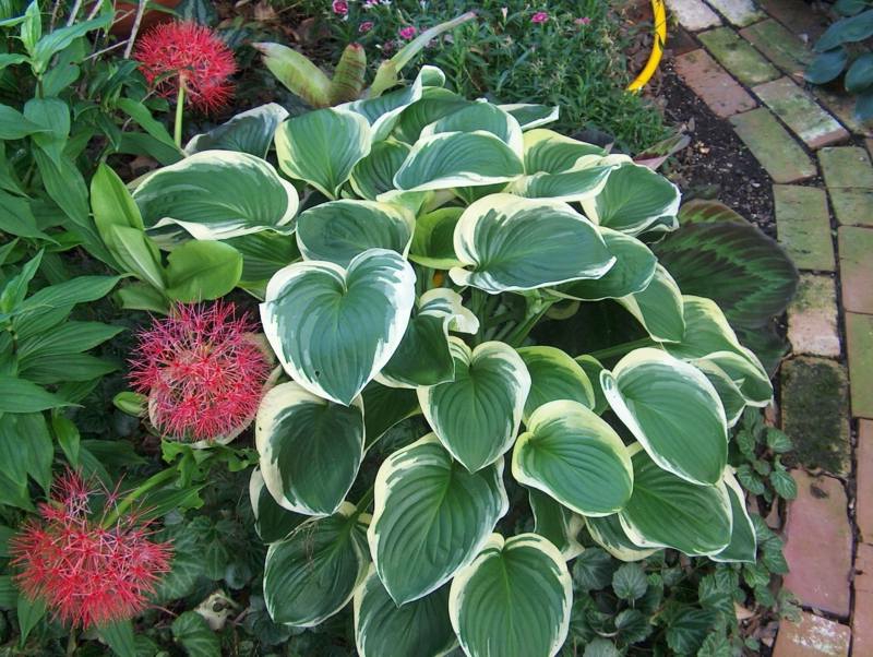 6 Arten von Schattenpflanzen für einen wunderschönen Garten