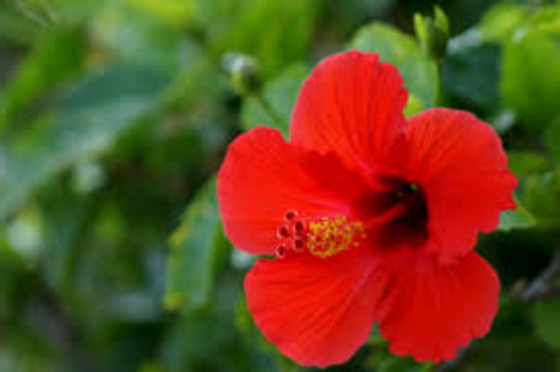 35+ Zimmerpflanzen Hibiskus, Standort, gießen, düngen, schneiden