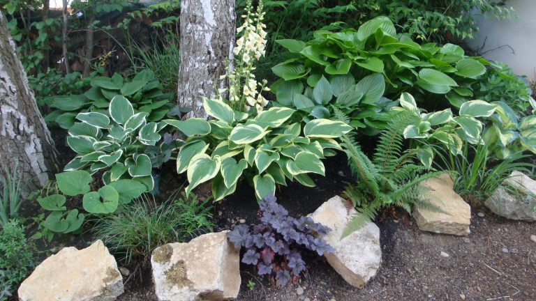 6 Arten von Schattenpflanzen für einen wunderschönen Garten