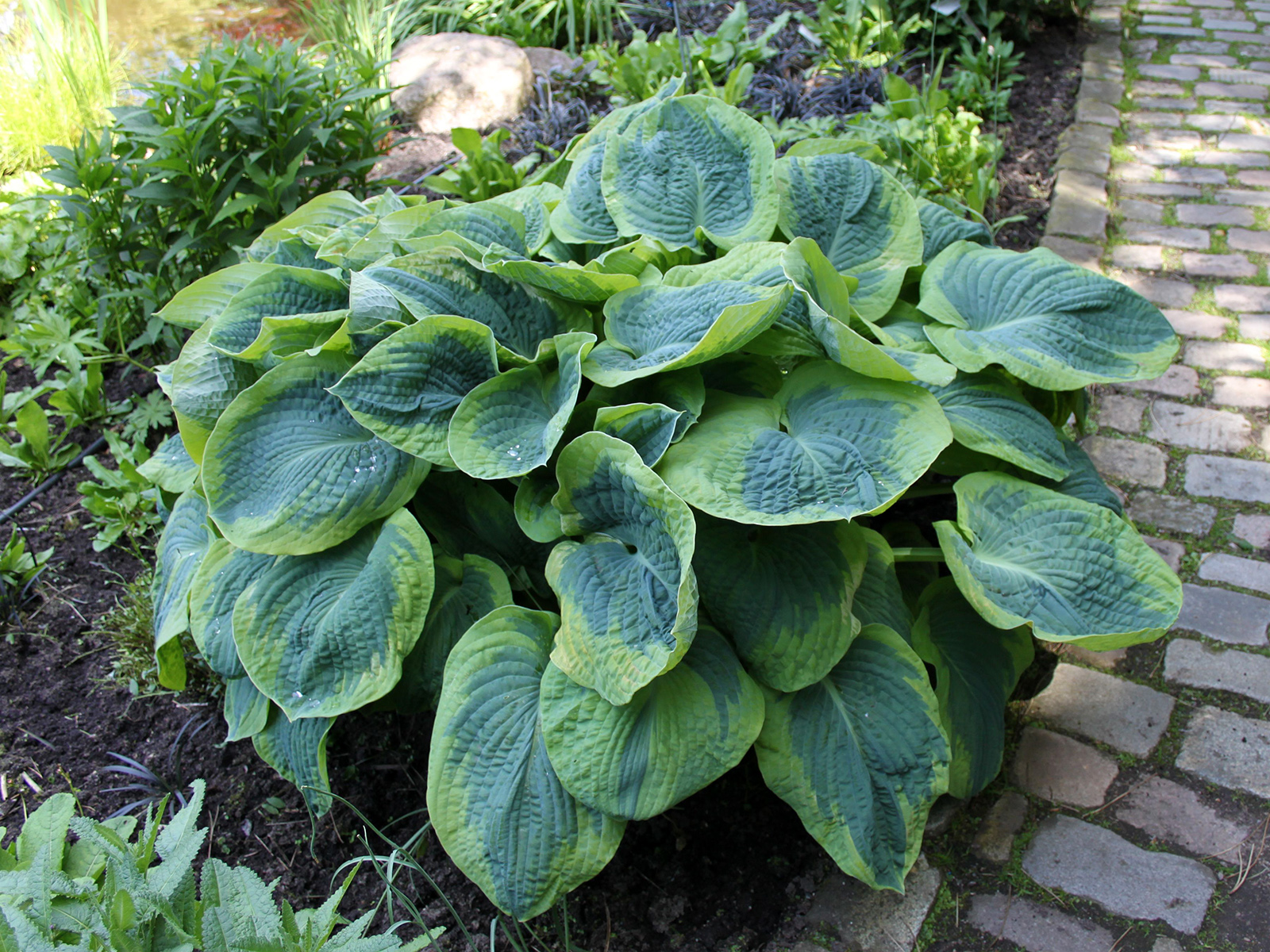 6 Arten von Schattenpflanzen für einen wunderschönen Garten