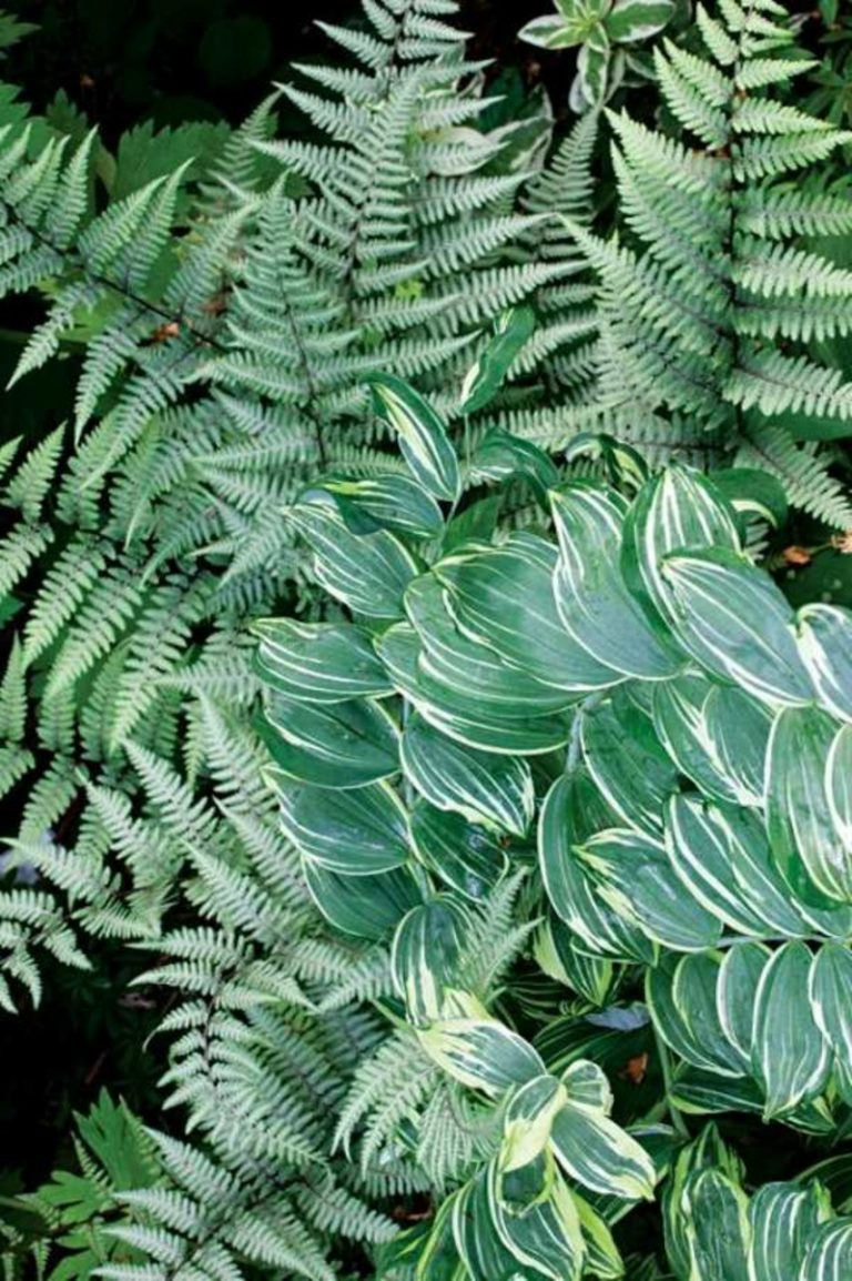 6 Arten von Schattenpflanzen für einen wunderschönen Garten