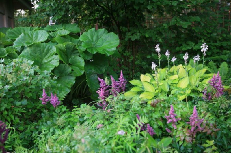 6 Arten von Schattenpflanzen für einen wunderschönen Garten