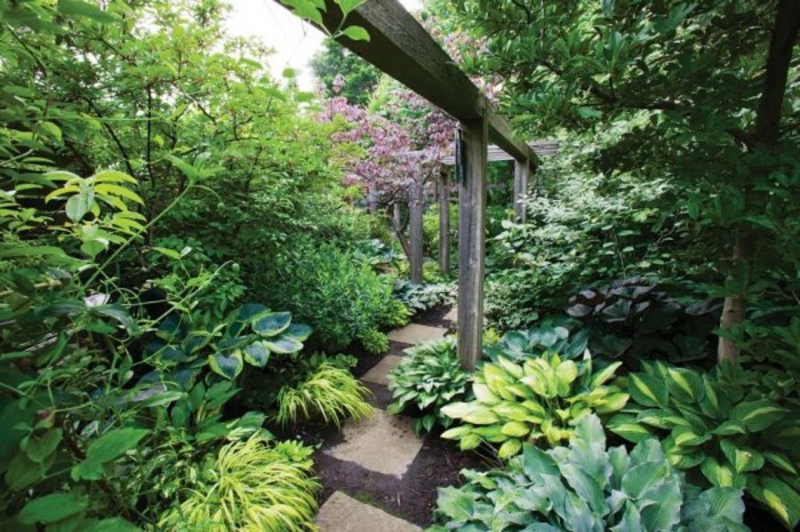 6 Arten von Schattenpflanzen für einen wunderschönen Garten