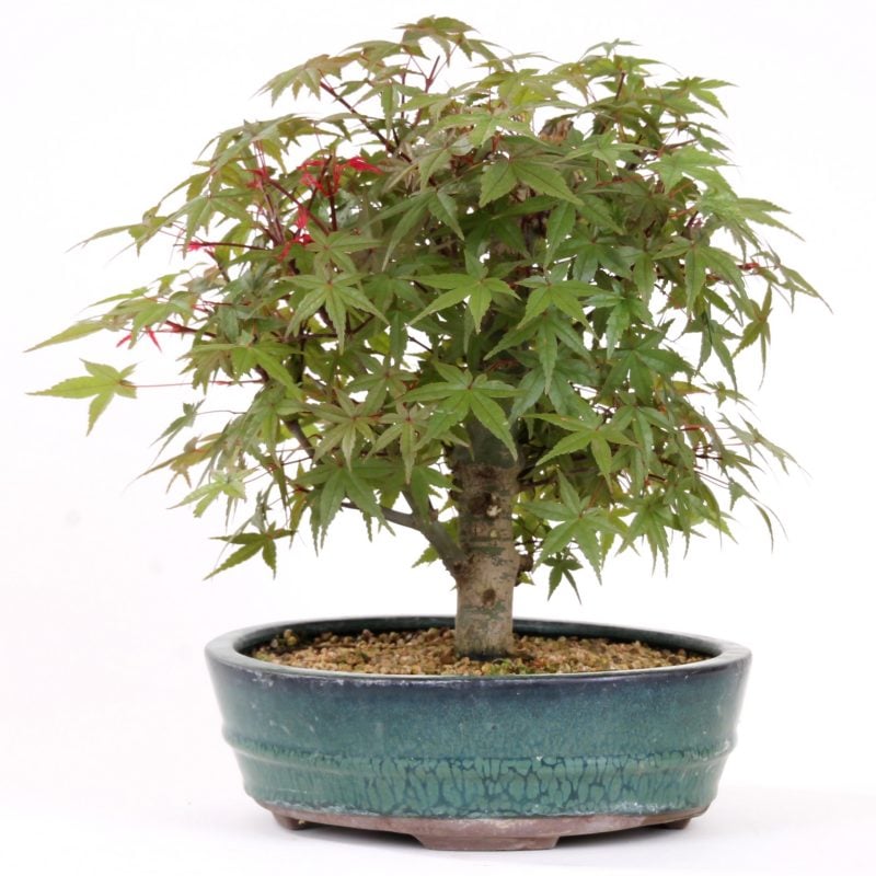 Bonsai Arten Acer Palmatum