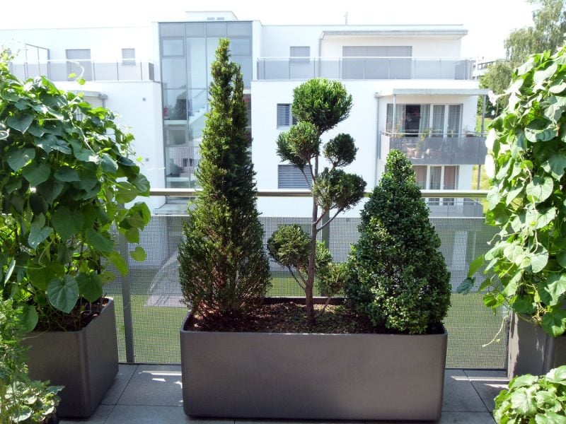 Terrassenbepflanzung immergrün