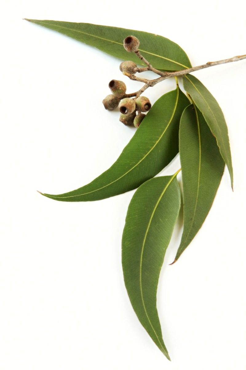 natürliche antibiotika eucalyptus