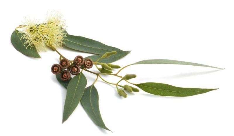 natürliche antibiotika eucalyptusstange