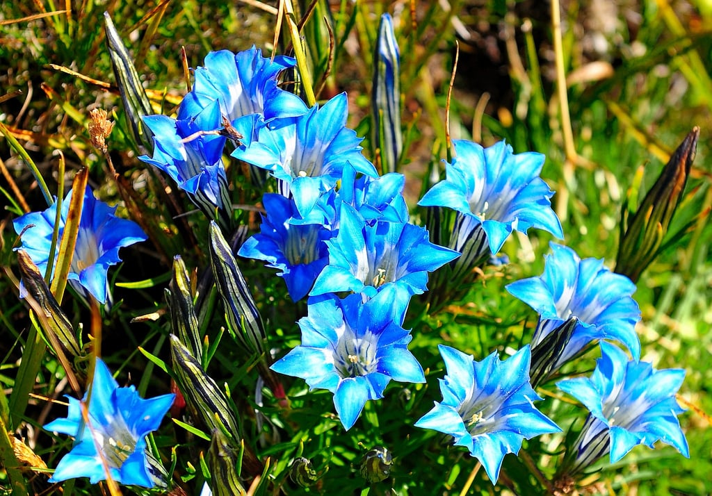 tiefblaue Blühten October Enzian