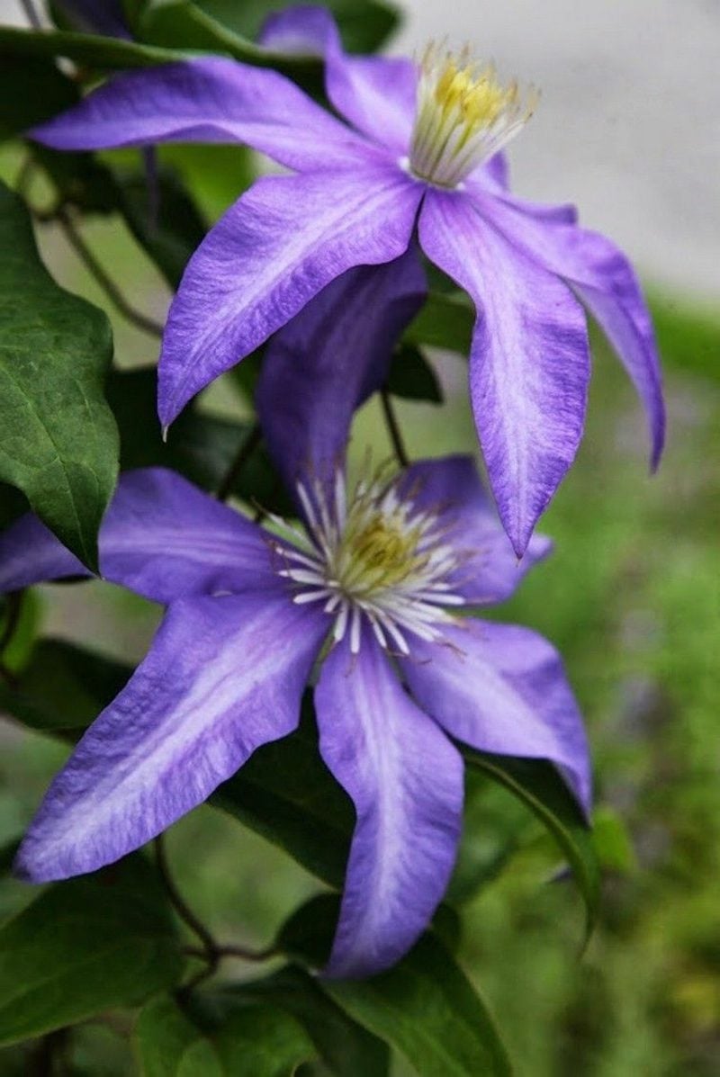 Clematis mit blau-violetten Blühten Sorte Daniel Deronda 