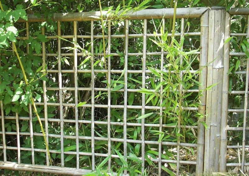 Gitterzaun Bambus