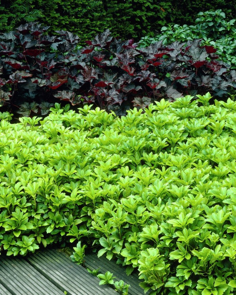 54+ Pflanzen Immergrün Schattig, Mit ausgewählten bodendeckern