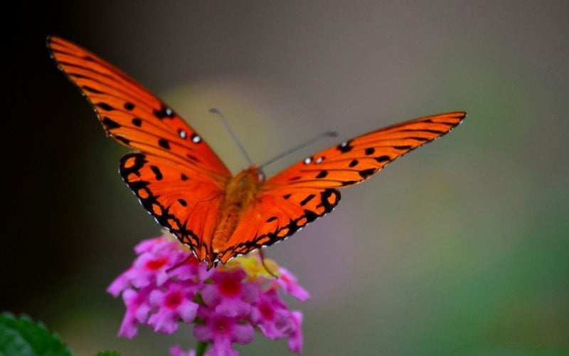 Schmetterling Bedeutung