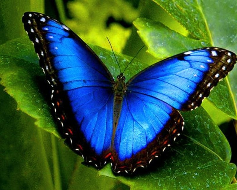 Schmetterling Bedeutung