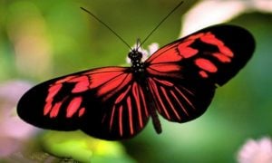 Schmetterling-Bedeutung-butterflies-wings-red-beauty-butterfly-green-black-phone-wallpapers-736x490