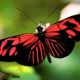 Schmetterling-Bedeutung-butterflies-wings-red-beauty-butterfly-green-black-phone-wallpapers-736x490