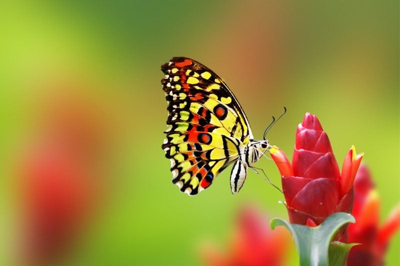 Schmetterling Bedeutung 
