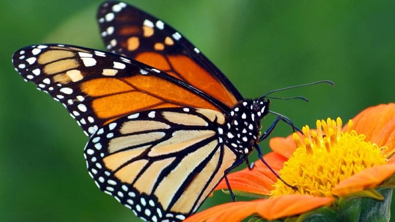 ROYALTY FREE Shutterstock Stock Photo: Monarch Butterfly on a Mexican Sunflower Image ID: 57609622   Release  information: N/A   Copyright: James Laurie   Keywords: appealing, attractive, beautiful, beauty,black, bottom, butterfly, calm, color,colorful, elegant, feeding, floral, flower,garden, giant, good, gorgeous, insect,looking, lovely, magnificent, mexican,migratory, monarch, natural, nature, nice,orange, pattern, petals, pretty, queen,serenity, silence, spring, striking,stunning, summer, sunflower, sweet,tranquility, underside, wing, yel