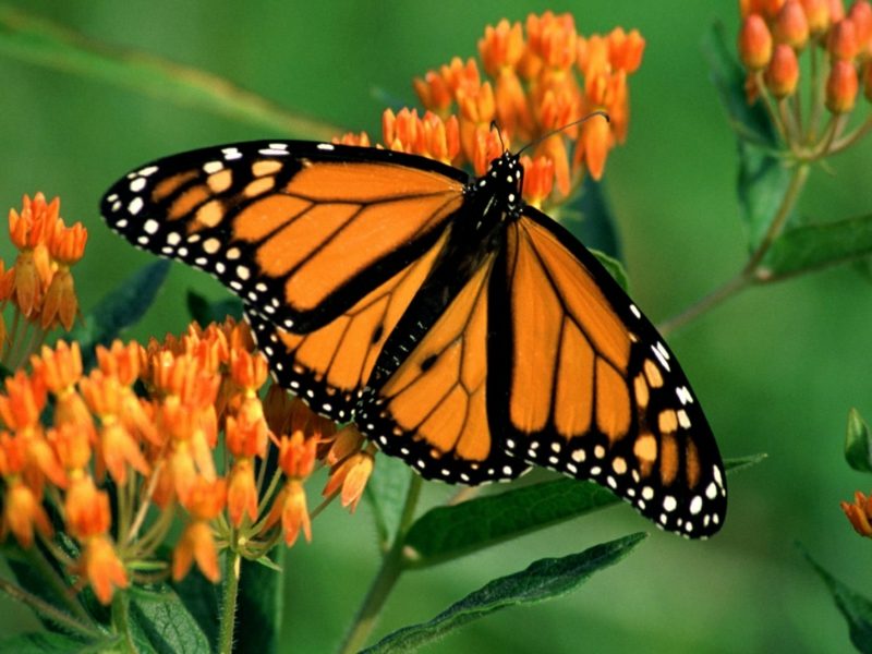 Schmetterling Bedeutung monarch