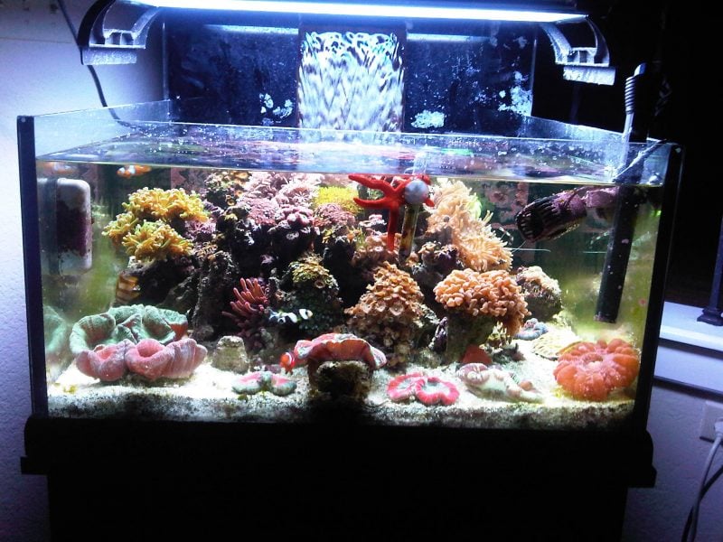 Offenes aquarium - Alle Favoriten unter der Vielzahl an verglichenenOffenes aquarium