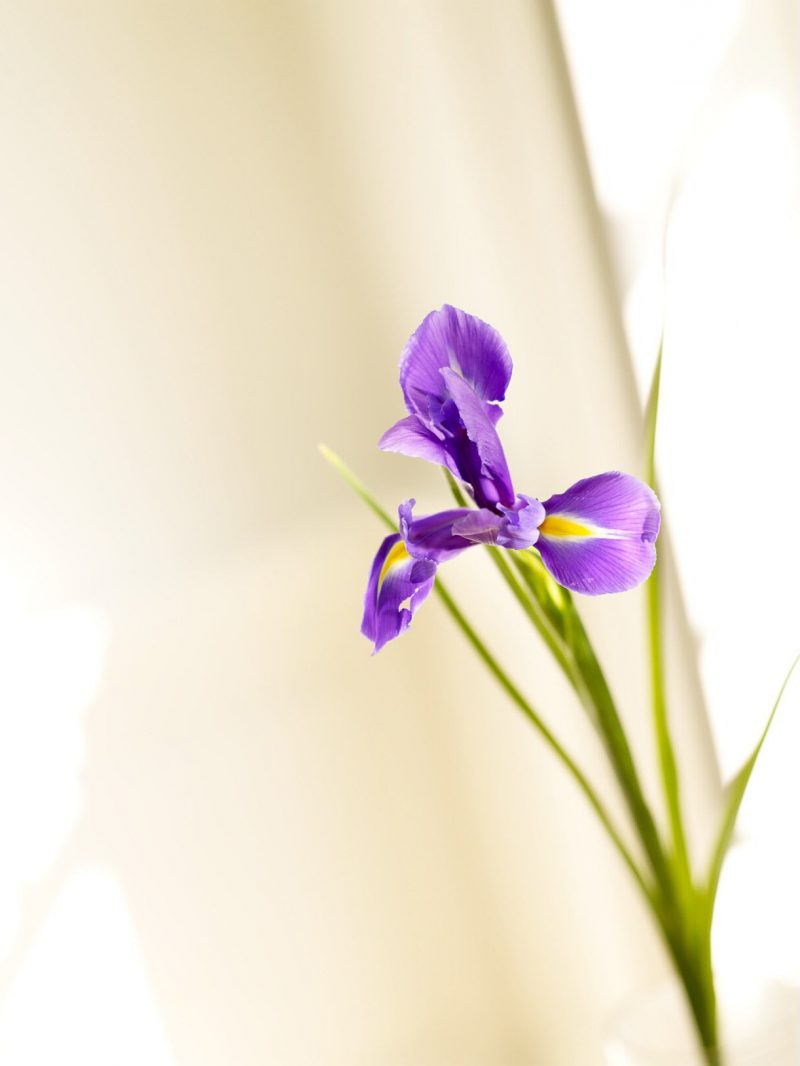 blumenarten iris