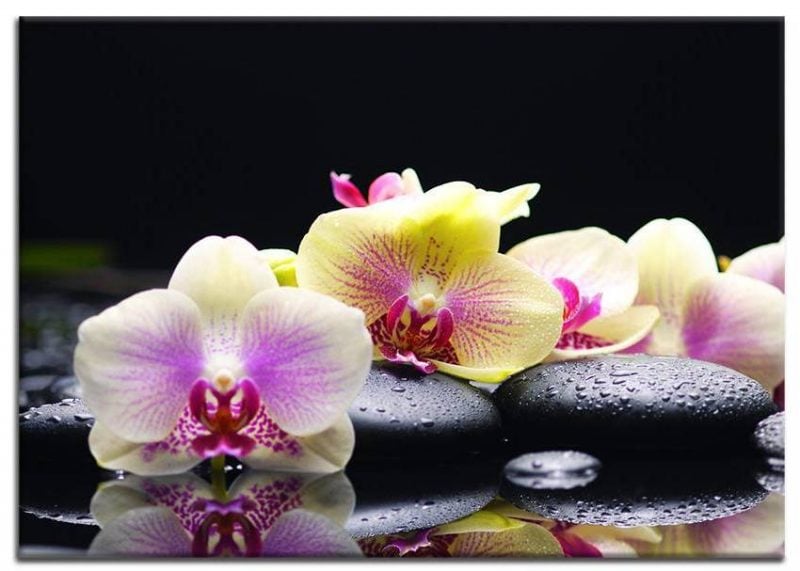 blumenarten orchidee 