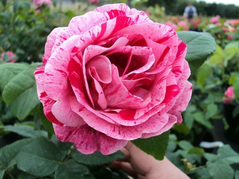 Rosenarten Historische Rose 