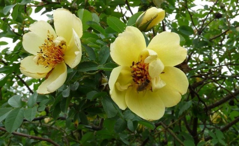Rosenarten Wildrose 