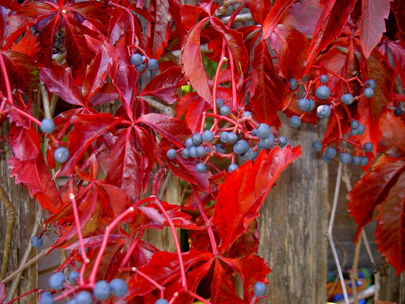 winterharte balkonpflanzen rot