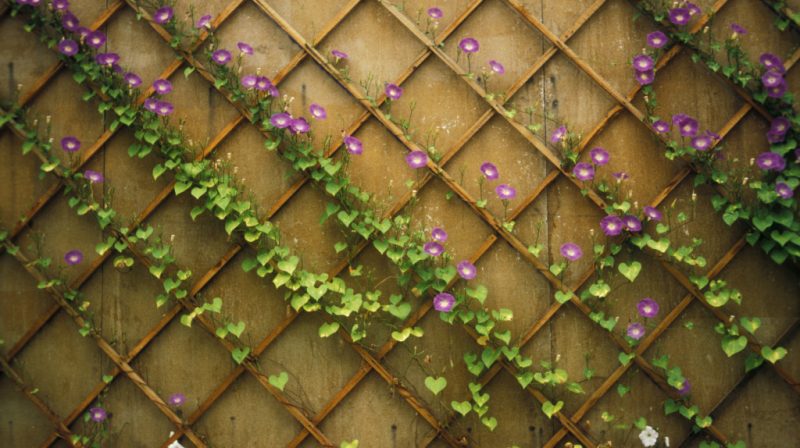 winterharte balkonpflanzen lila 