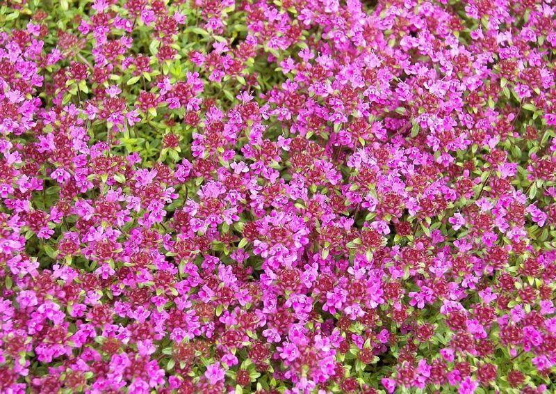 Polsterstauden rosa Blühten