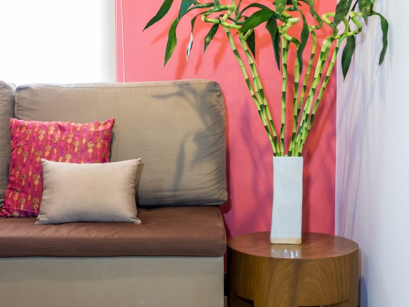 Modern living room decorated with sofa and vase of Lucky bamboo