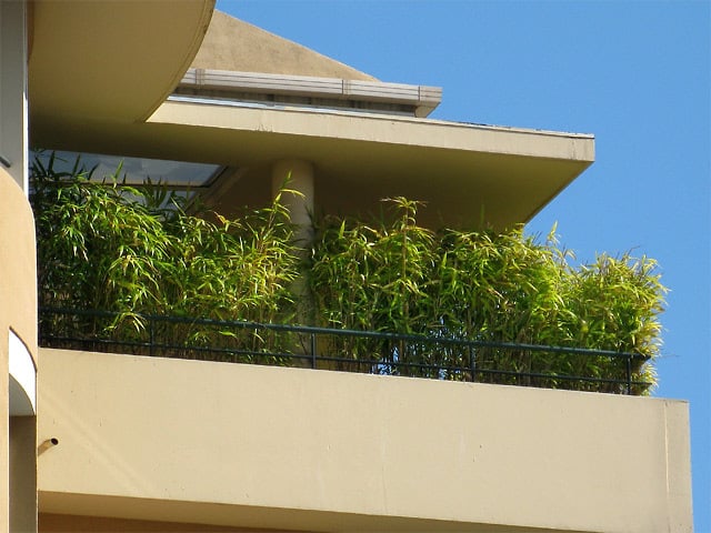 bambus im kübel auf dem balkon