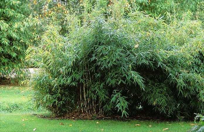 bambus im kübel gross